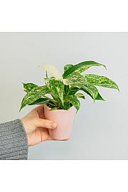 Filodendron Jose Buono - XS