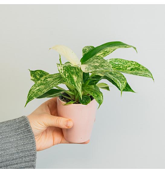Philodendron Jose Buono; Ø6 cm