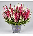 Calluna Beauty Ladies Starlight Trio
