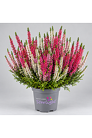 Calluna Beauty Ladies Starlight Trio