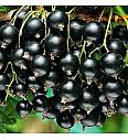 Ribes nigrum Zwart Titania C3 Lit. Na steblu 60 cm