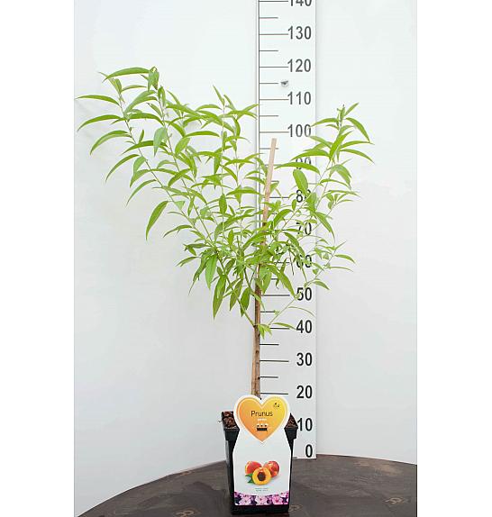 Prunus persica C5 Lit. 80-100 cm Patio
