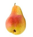 Pritlikava hruška Bonne Louise